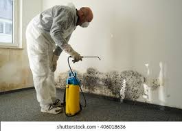 Best Basement Mold Removal  in Floydada, TX